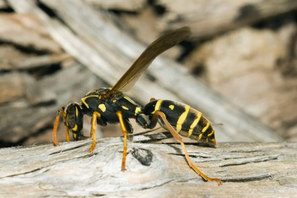 Wasp Removal