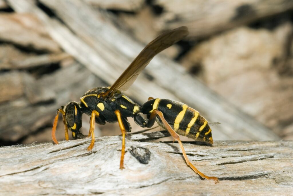 wasp nest removal berwick