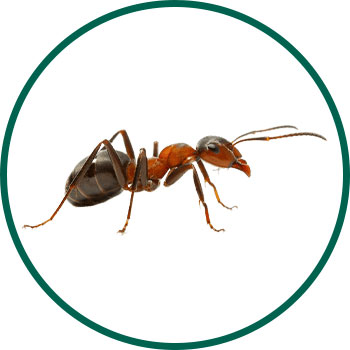 Ants Pest Control