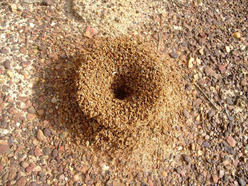 Sign of ants infestation in your house