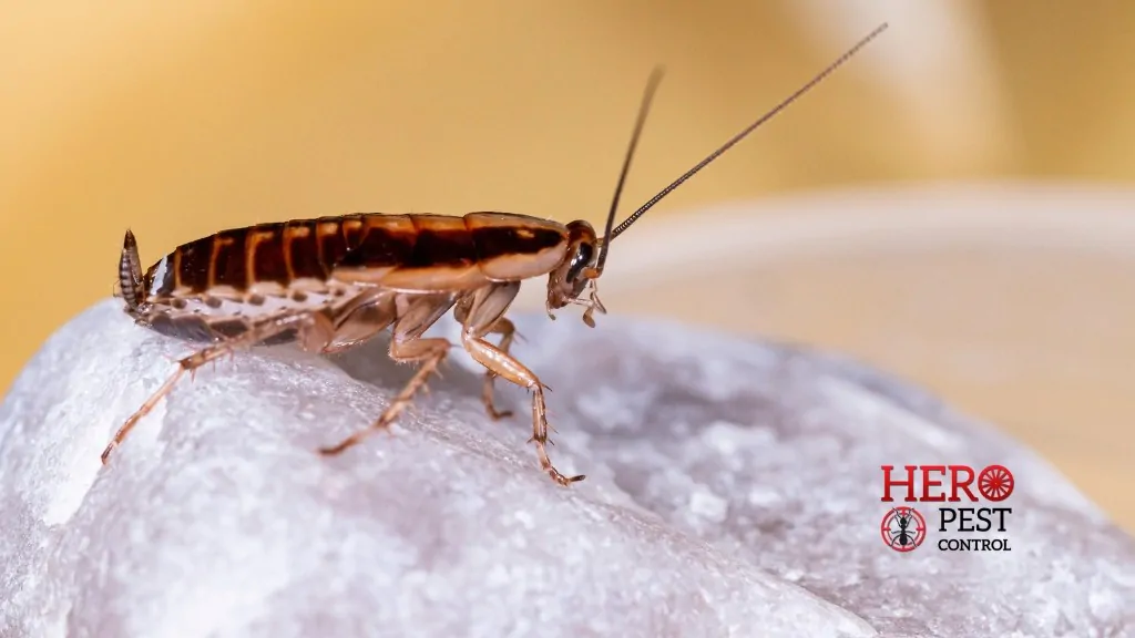 Cockroach Control Narre Warren By Hero Pest Control