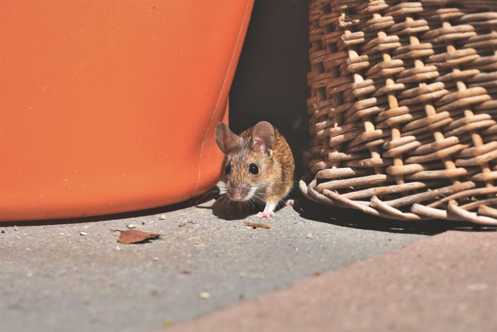 mice control Melbourne