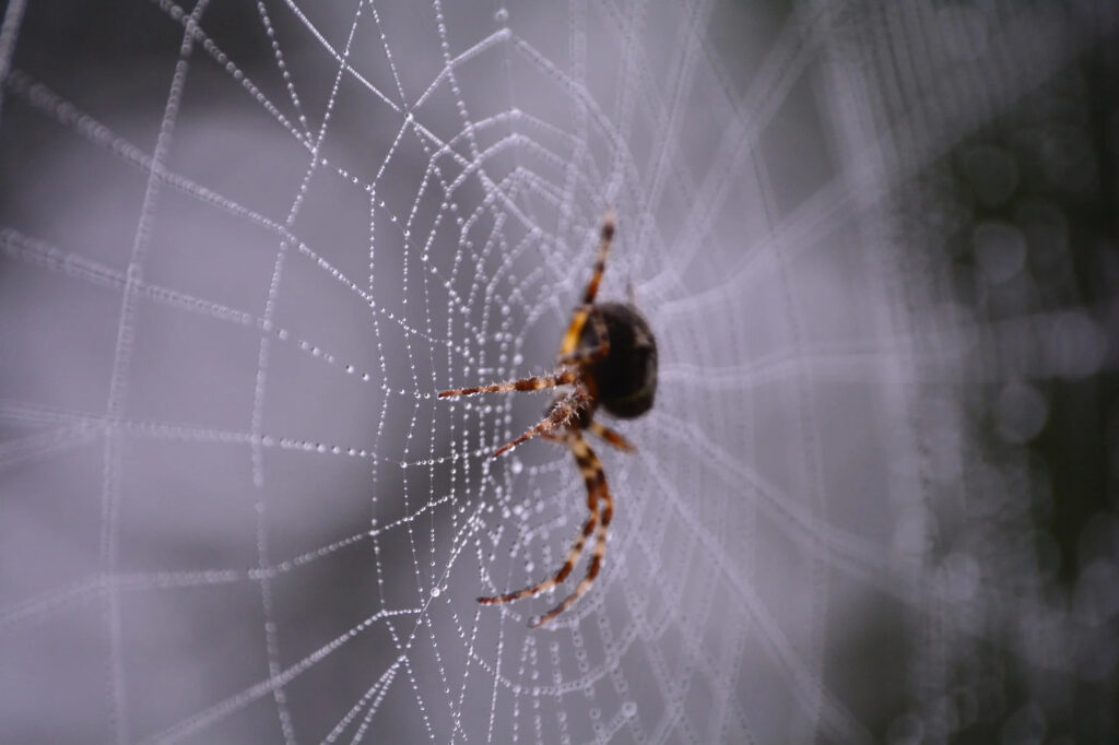 Pest Control Melbourne