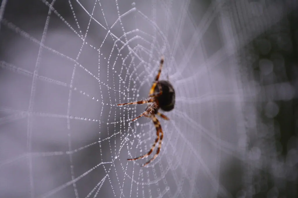 spider pest Control Melbourne