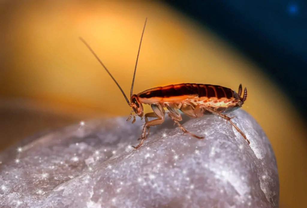 Cockroaches Pest Control Melbourne