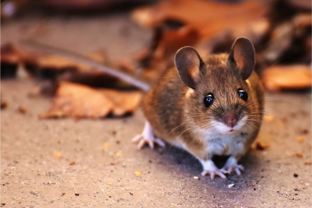Mice Extermination Melbourne Tips