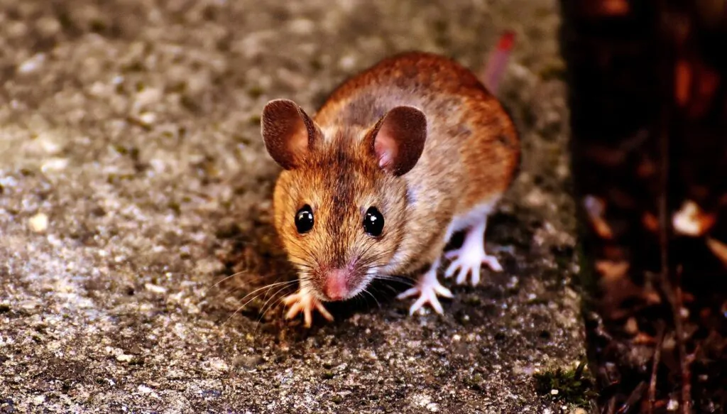 Mice Control South East Melbourne