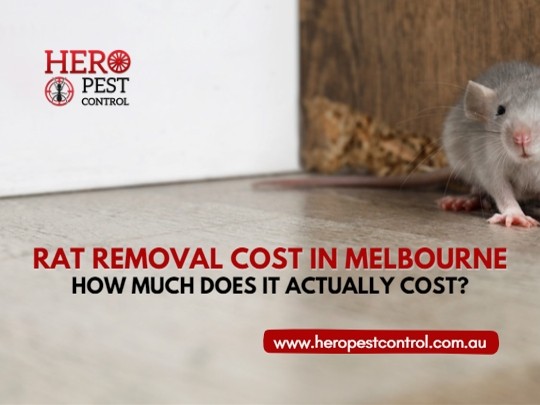 Rat Removal Cost Melbourne