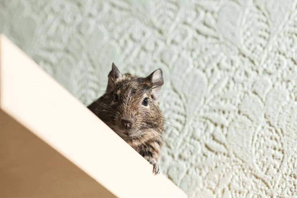 rodent control near melbourne