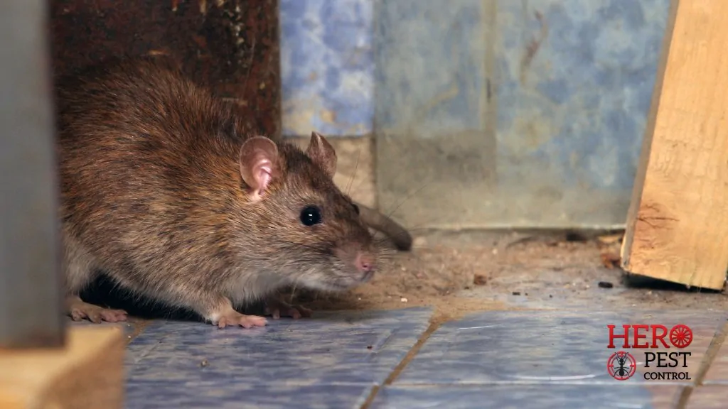 Rodent Control Narre Warren