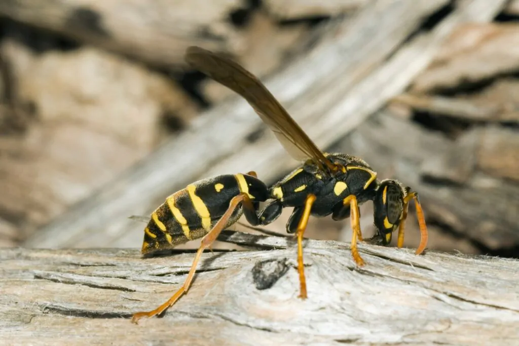 Best Choice For Wasp Nest removal in Narre Warren