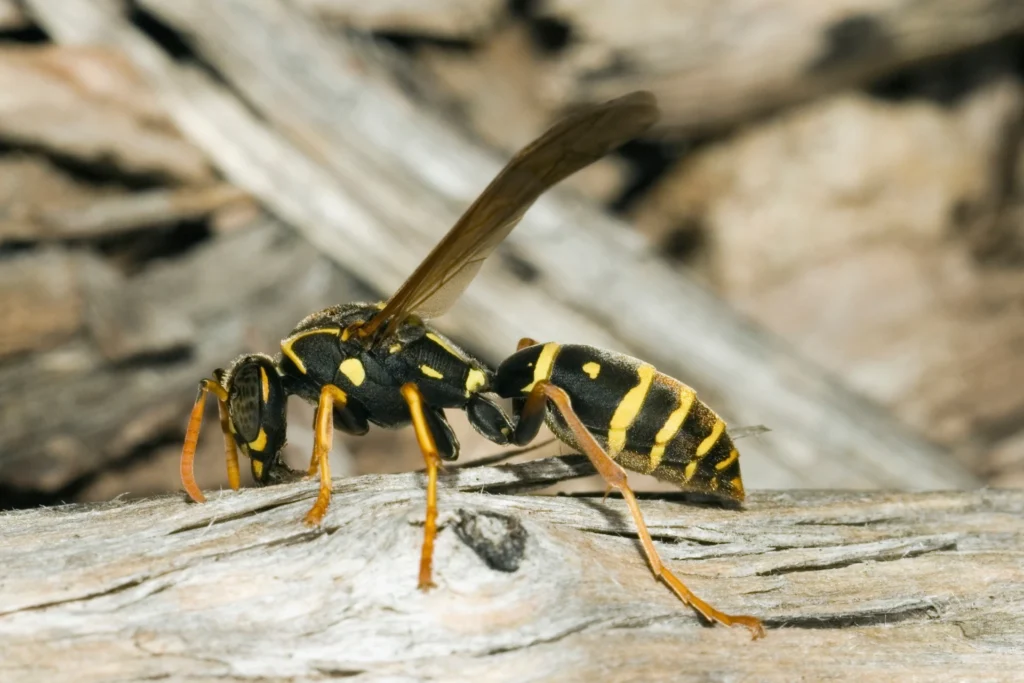 Wasp Removal Frankston
