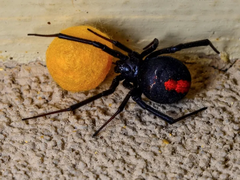 spider pest control melbourne